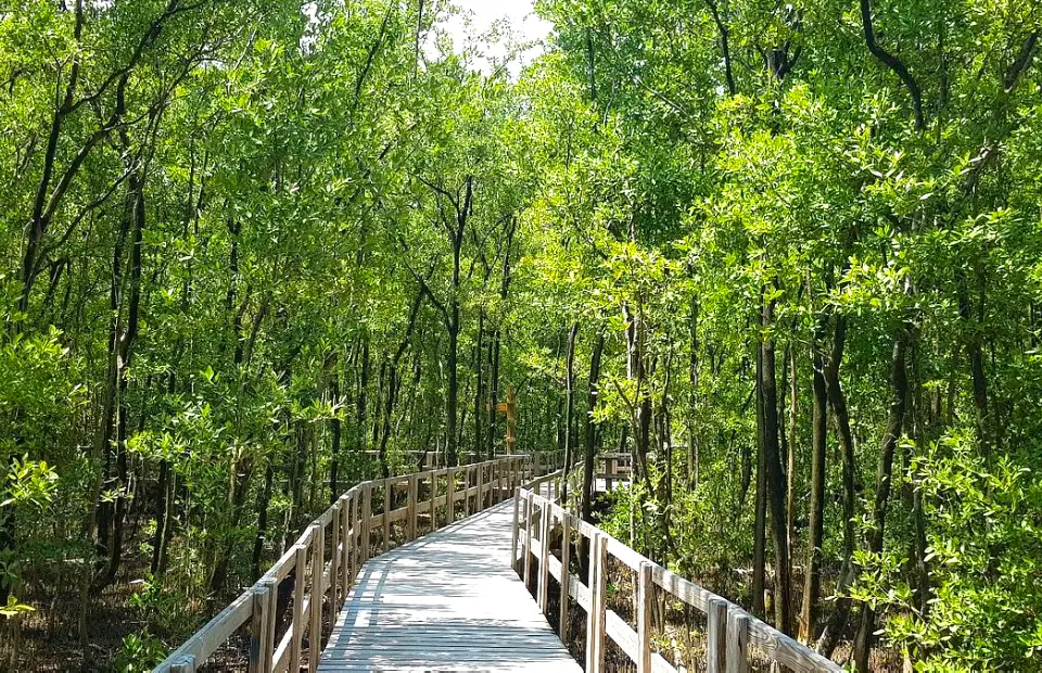 Manglares de Old Point National Park